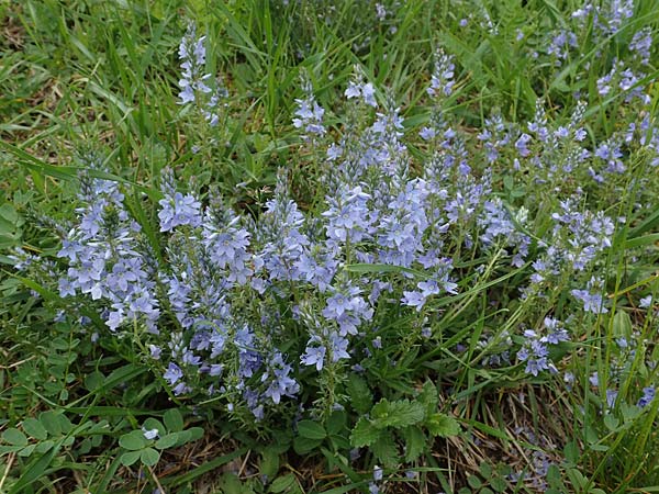Veronica austriaca \ sterreicher Ehrenpreis / Austrian Speedwell, A Perchtoldsdorf 7.5.2022