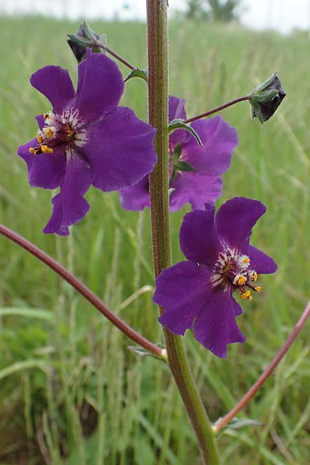 Verbascum phoeniceum \ Violette Knigskerze / Purple Mullein, A Seewinkel, Apetlon 8.5.2022