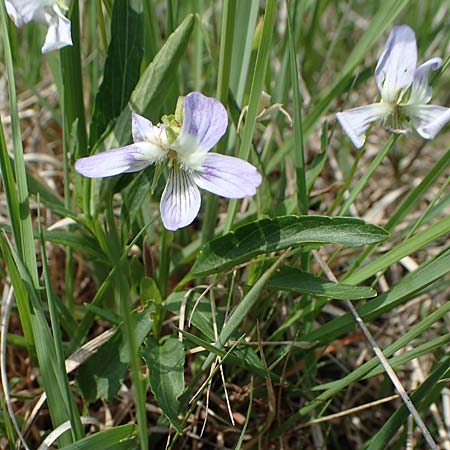 Viola pumila \ Niedriges Veilchen / Meadow Violet, A Seewinkel, Apetlon 8.5.2022