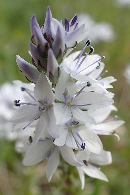 Veronica prostrata subsp. prostrata \ Niederliegender Ehrenpreis / Prostrate Speedwell, A Seewinkel, Apetlon 8.5.2022