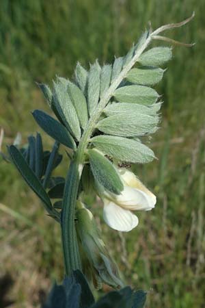 Vicia pannonica subsp. pannonica \ Ungarische Wicke / Hungarian Vetch, A Weiden am Neusiedler See 10.5.2022