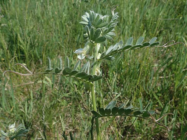 Vicia pannonica subsp. pannonica \ Ungarische Wicke / Hungarian Vetch, A Weiden am Neusiedler See 10.5.2022