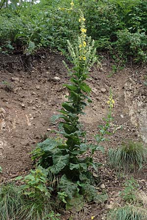 Verbascum phlomoides \ Windblumen-Königskerze / Orange Mullein, A Kärnten/Carinthia, St. Paul im Lavanttal 6.7.2023 Verbascum phlomoides \ Windblumen-Königskerze / Orange Mullein, A Kärnten/Carinthia, St. Paul im Lavanttal 6.7.2023