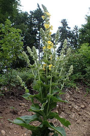 Verbascum phlomoides \ Windblumen-Königskerze / Orange Mullein, A Kärnten/Carinthia, St. Paul im Lavanttal 6.7.2023 Verbascum phlomoides \ Windblumen-Königskerze / Orange Mullein, A Kärnten/Carinthia, St. Paul im Lavanttal 6.7.2023