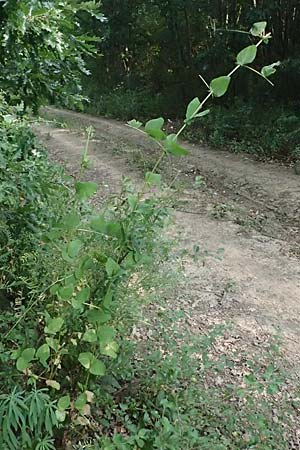 Vicia pisiformis \ Erbsen-Wicke / Pea Vetch, Pale-Flower Vetch, A Ladendorf 10.7.2023
