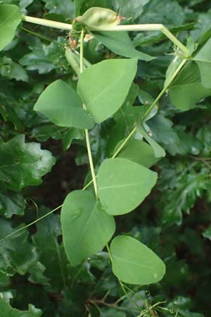 Vicia pisiformis \ Erbsen-Wicke / Pea Vetch, Pale-Flower Vetch, A Ladendorf 10.7.2023