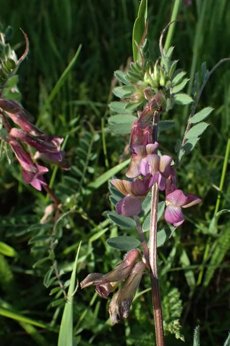 Vicia pannonica subsp. striata \ Gestreifte Wicke / Hungarian Vetch, A Weinviertel,  Goggendorf 9.5.2025