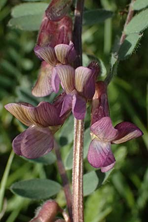 Vicia pannonica subsp. striata \ Gestreifte Wicke / Hungarian Vetch, A Weinviertel,  Goggendorf 9.5.2025
