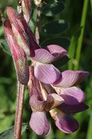 Vicia pannonica subsp. striata \ Gestreifte Wicke / Hungarian Vetch, A Weinviertel,  Goggendorf 9.5.2025