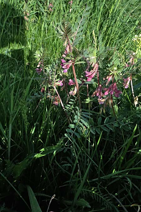 Vicia pannonica subsp. striata \ Gestreifte Wicke / Hungarian Vetch, A Weinviertel,  Goggendorf 9.5.2025