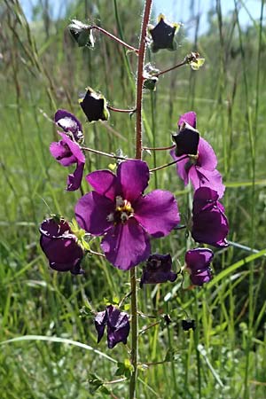 Verbascum phoeniceum \ Violette Knigskerze / Purple Mullein, A Hainburg 10.5.2025