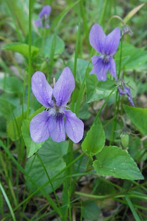 Viola reichenbachiana \ Wald-Veilchen / Early Dog Violet, A Bregenz 21.4.2007