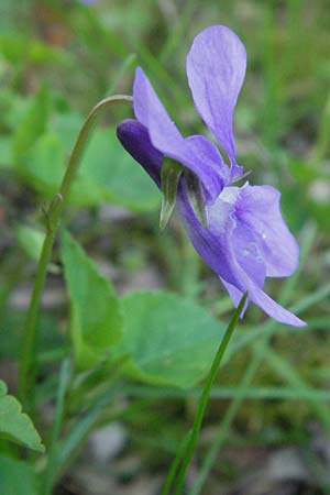 Viola reichenbachiana \ Wald-Veilchen / Early Dog Violet, A Bregenz 21.4.2007