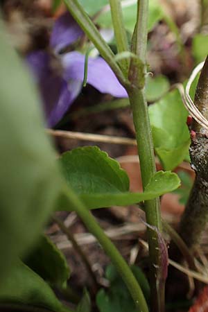 Viola riviniana \ Hain-Veilchen / Common Dog Violet, A Kärnten/Carinthia, Feistritz im Rosental 17.5.2016