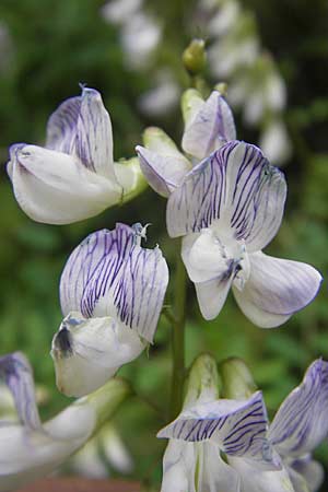 Vicia sylvatica \ Wald-Wicke / Wood Vetch, A Kärnten/Carinthia, Hochobir 1.7.2010