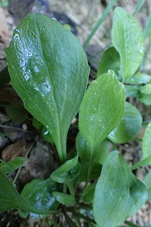 Valeriana saxatilis \ Felsen-Baldrian / Rock Valerian, A Kärnten/Carinthia, Gallizien 18.5.2016
