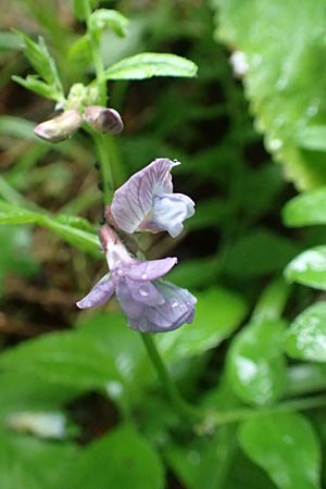 Vicia sylvatica \ Wald-Wicke / Wood Vetch, A Orthof am Semmering 29.6.2020