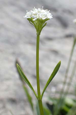 Valeriana saxatilis \ Felsen-Baldrian / Rock Valerian, A Dachstein, Auretskar 7.7.2020