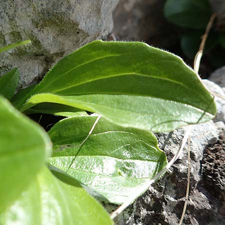 Valeriana saxatilis \ Felsen-Baldrian / Rock Valerian, A Dachstein, Auretskar 7.7.2020