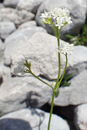 Valeriana saxatilis \ Felsen-Baldrian / Rock Valerian, A Dachstein, Auretskar 7.7.2020