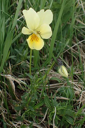 Viola lutea subsp. sudetica \ Gelbes Sudeten-Stiefm&uuml;tterchen / Eastern Yellow Pansy, A W&ouml;lzer Tauern, Kleiner Zinken 26.6.2021