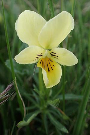 Viola lutea subsp. sudetica \ Gelbes Sudeten-Stiefm&uuml;tterchen / Eastern Yellow Pansy, A W&ouml;lzer Tauern, Kleiner Zinken 26.6.2021