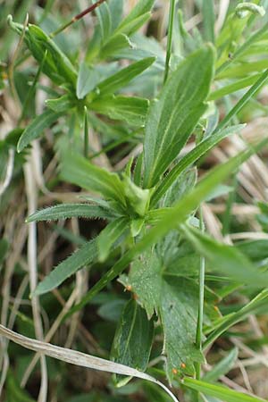 Viola lutea subsp. sudetica \ Gelbes Sudeten-Stiefm&uuml;tterchen / Eastern Yellow Pansy, A W&ouml;lzer Tauern, Kleiner Zinken 26.6.2021