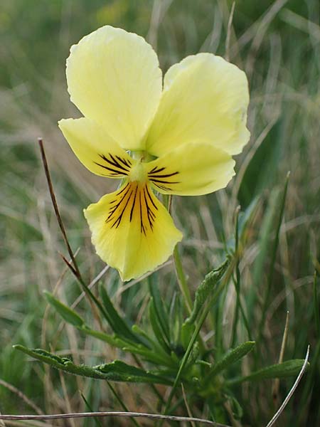 Viola lutea subsp. sudetica \ Gelbes Sudeten-Stiefm&uuml;tterchen / Eastern Yellow Pansy, A W&ouml;lzer Tauern, Kleiner Zinken 26.6.2021