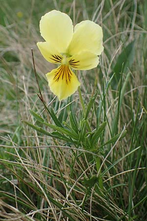 Viola lutea subsp. sudetica \ Gelbes Sudeten-Stiefm&uuml;tterchen / Eastern Yellow Pansy, A W&ouml;lzer Tauern, Kleiner Zinken 26.6.2021