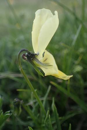 Viola lutea subsp. sudetica \ Gelbes Sudeten-Stiefm&uuml;tterchen / Eastern Yellow Pansy, A W&ouml;lzer Tauern, Kleiner Zinken 26.6.2021