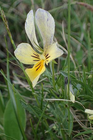 Viola lutea subsp. sudetica \ Gelbes Sudeten-Stiefm&uuml;tterchen / Eastern Yellow Pansy, A W&ouml;lzer Tauern, Kleiner Zinken 26.6.2021