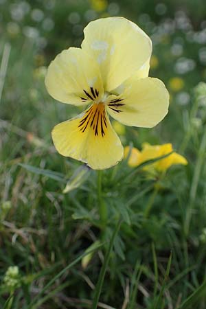 Viola lutea subsp. sudetica \ Gelbes Sudeten-Stiefm&uuml;tterchen / Eastern Yellow Pansy, A W&ouml;lzer Tauern, Kleiner Zinken 26.6.2021