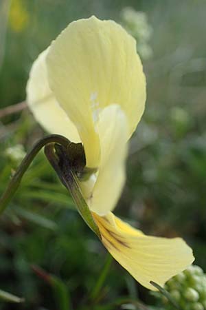 Viola lutea subsp. sudetica \ Gelbes Sudeten-Stiefm&uuml;tterchen / Eastern Yellow Pansy, A W&ouml;lzer Tauern, Kleiner Zinken 26.6.2021