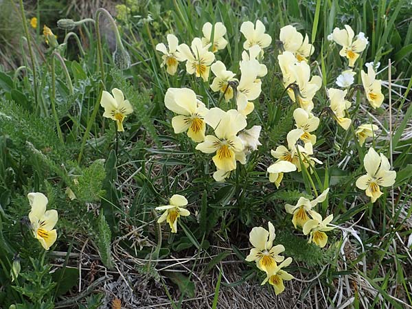 Viola lutea subsp. sudetica \ Gelbes Sudeten-Stiefm&uuml;tterchen / Eastern Yellow Pansy, A W&ouml;lzer Tauern, Kleiner Zinken 26.6.2021