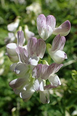 Vicia sylvatica, Wood Vetch