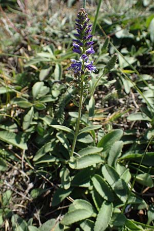 Veronica spicata \ hriger Blauweiderich, hriger Ehrenpreis / Spiked Speedwell, A Seewinkel, Apetlon 23.9.2022