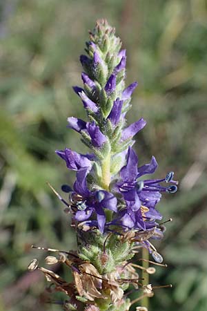 Veronica spicata \ hriger Blauweiderich, hriger Ehrenpreis / Spiked Speedwell, A Seewinkel, Apetlon 23.9.2022