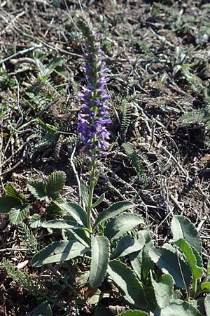 Veronica spicata \ hriger Blauweiderich, hriger Ehrenpreis / Spiked Speedwell, A Seewinkel, Apetlon 23.9.2022