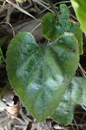 Viola alba subsp. scotophylla \ Lilasporniges Wei-Veilchen / Dark-Leaved White Violet, A Niederhollabrunn 6.3.2024