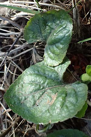Viola alba subsp. scotophylla \ Lilasporniges Wei-Veilchen / Dark-Leaved White Violet, A Niederhollabrunn 6.3.2024