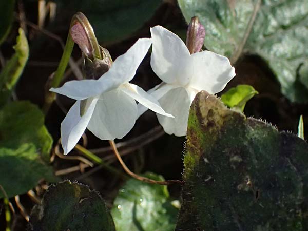 Viola alba subsp. scotophylla \ Lilasporniges Wei-Veilchen / Dark-Leaved White Violet, A Niederhollabrunn 6.3.2024