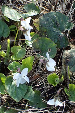 Viola alba subsp. scotophylla \ Lilasporniges Wei-Veilchen / Dark-Leaved White Violet, A Niederhollabrunn 6.3.2024