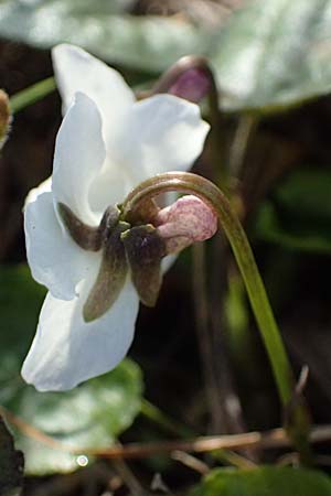 Viola alba subsp. scotophylla \ Lilasporniges Wei-Veilchen / Dark-Leaved White Violet, A Niederhollabrunn 6.3.2024