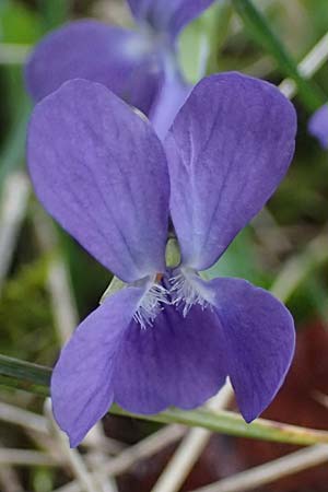 Viola suavis \ Blau-Veilchen, Duftendes Veilchen / Russian Violet, A Perchtoldsdorf 7.3.2024
