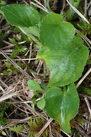 Viola suavis \ Blau-Veilchen, Duftendes Veilchen / Russian Violet, A Perchtoldsdorf 7.3.2024