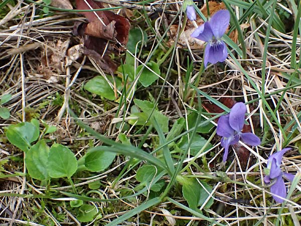 Viola suavis \ Blau-Veilchen, Duftendes Veilchen / Russian Violet, A Perchtoldsdorf 7.3.2024