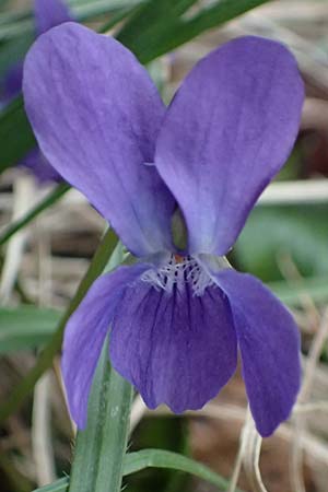 Viola suavis \ Blau-Veilchen, Duftendes Veilchen / Russian Violet, A Perchtoldsdorf 7.3.2024