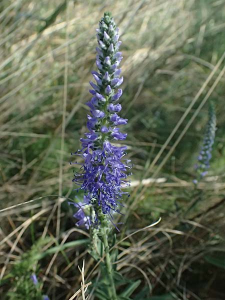 Veronica spicata \ hriger Blauweiderich, hriger Ehrenpreis / Spiked Speedwell, A Neusiedl am See 13.8.2025