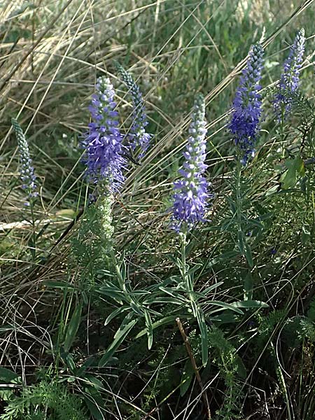 Veronica spicata \ hriger Blauweiderich, hriger Ehrenpreis / Spiked Speedwell, A Neusiedl am See 13.8.2025