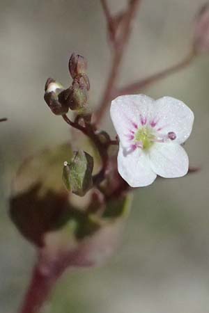 Veronica scardica \ Balkan-Ehrenpreis, Serpentin-Ehrenpreis / Balkan Speedwell, A Weinviertel,  Traunfeld 15.8.2026